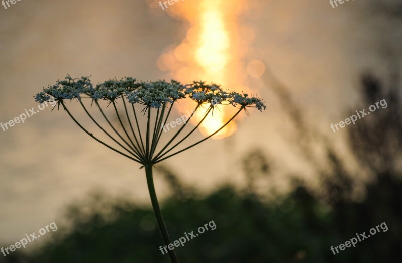 Wild Carrot Flower The Silhouette Water Evening