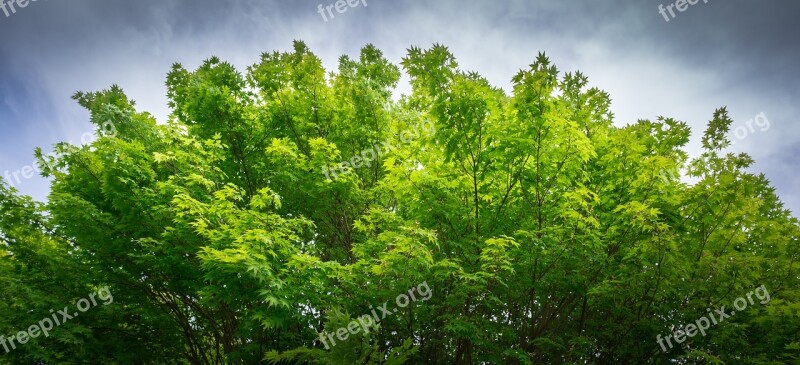 Nature Wood Leaf Plants Summer