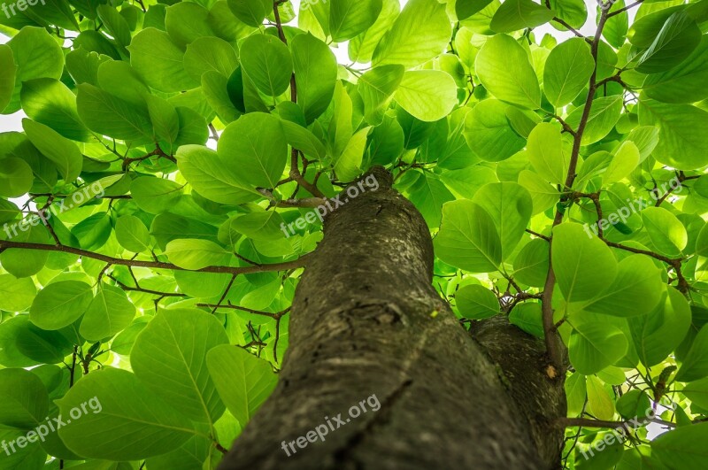 Leaf Plants Nature Wood Summer