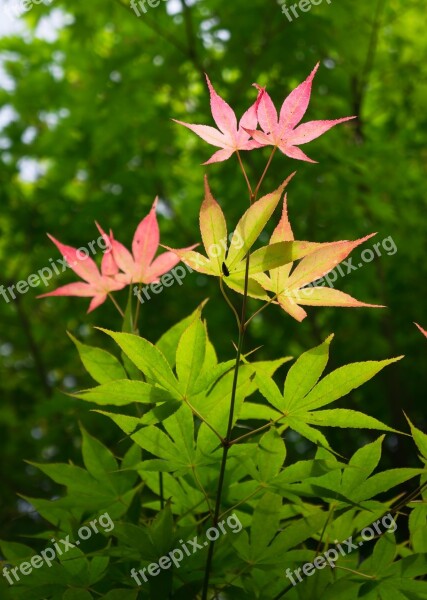 Nature Plants Leaf Summer Wood