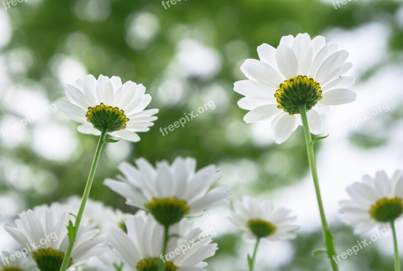 Nature Flowers Plants Petal Garden