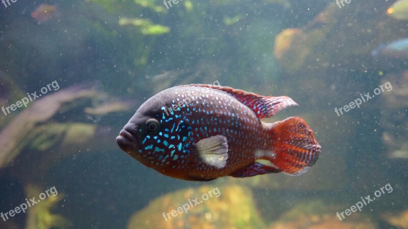 Underwater Fish Waters Aquarium Nature