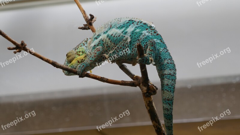 Animal Lizard Chameleon Reptile Creature