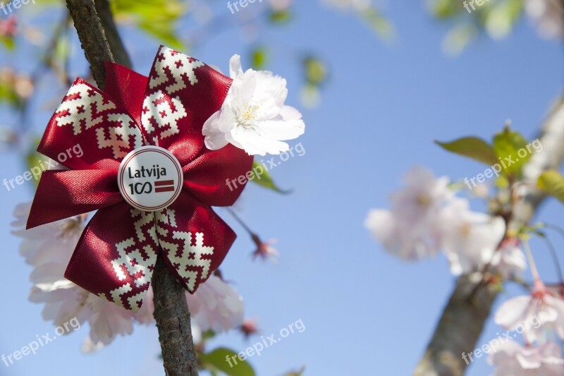 Flower Tree Branch Nature Flora