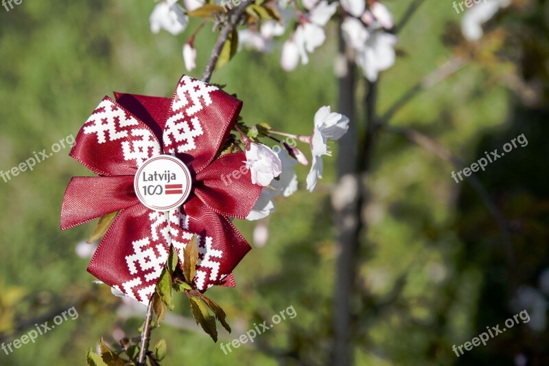 Flower Nature Flora Outdoors Tree