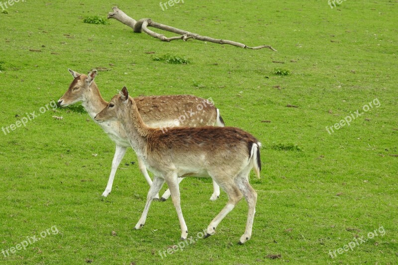 Lawn Animals Mammals Nature Cervidae