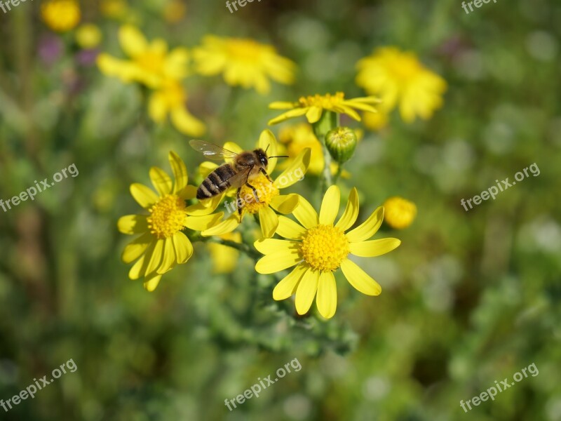 Bee Flower Insecta Pollination Nature