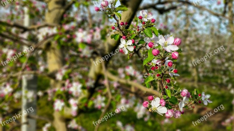 Tree Nature Flower Plant Leaf