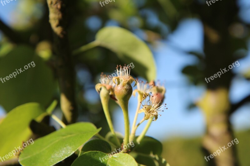 Poirier Young Pears Green Pear Fruit Trees Free Photos