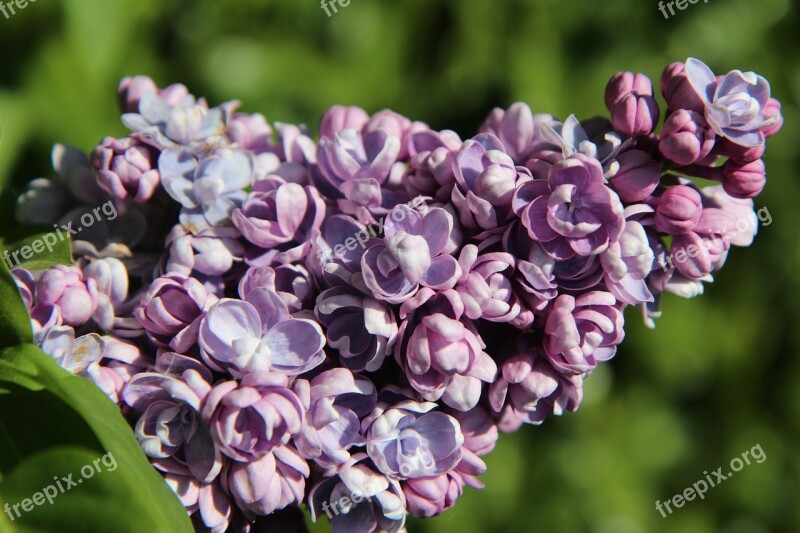 Lilac Lilac Purple Spring-flowering Flowers Purple Free Photos