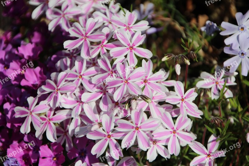 Phlox Phlox Bicolor Phlox Pink Spring-flowering Bi-color