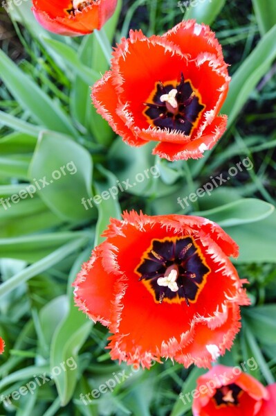 Tulip Tulips Mack Maki Red Flowers