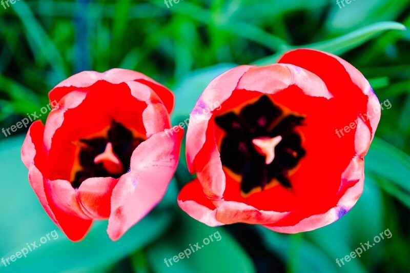 Tulip Tulips Mack Maki Red Flowers