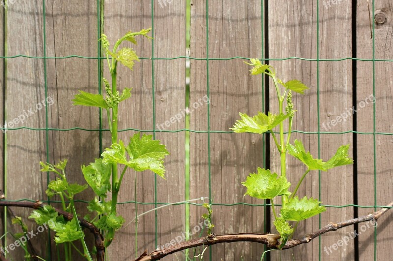 Grapes Young Shoots The Kernel Plant Nature