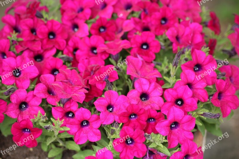 Petunias Flowerpots Spring Flower Plant