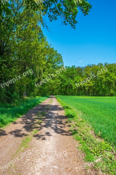 Nature Away Lane Walk Tree