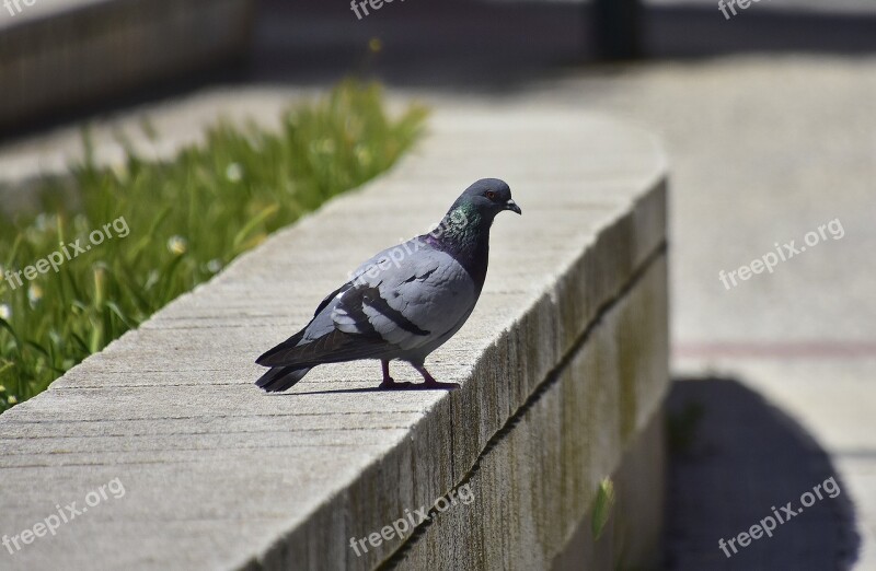 Columbidae Birds Outdoors Free Photos