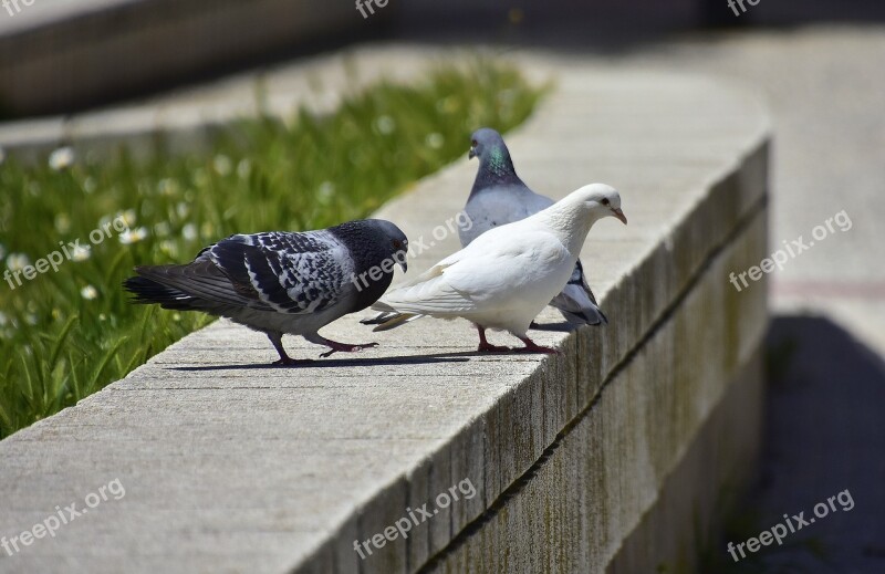 Birds Columbidae Outdoors Free Photos