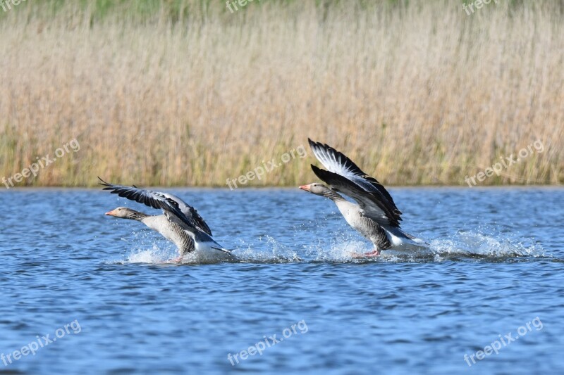 Birds Water Birds Wildlife Free Photos