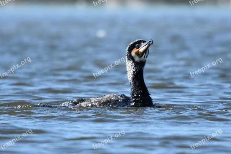 Birds Water Birds Wildlife Free Photos