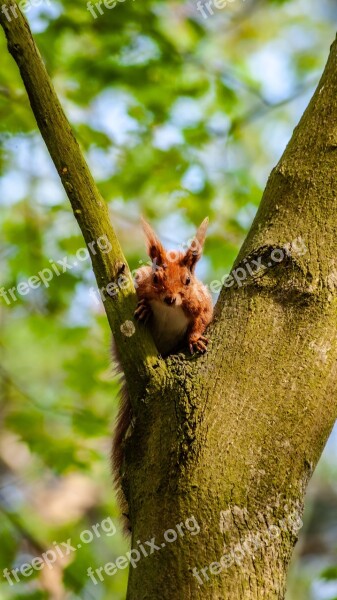 The Squirrel Tree Nature Animals Free Photos