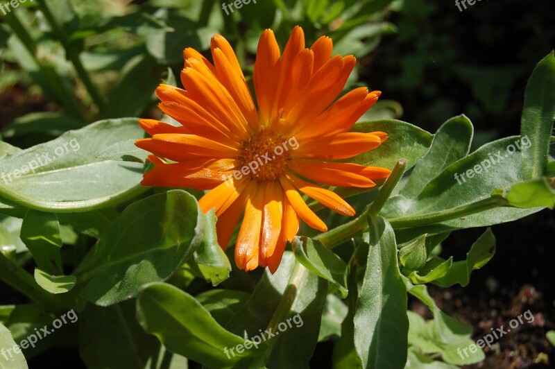 Nature Flower Summer Calendula Marigold Flowers