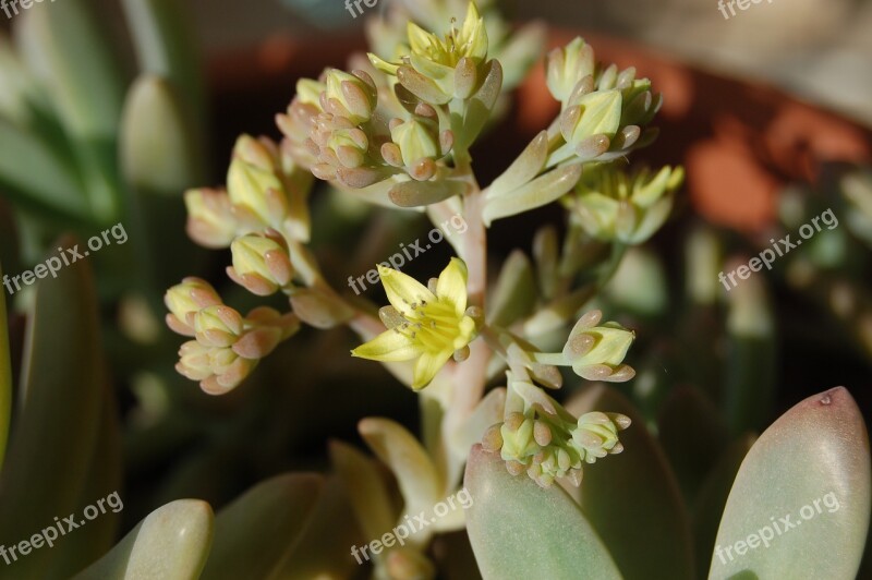 Flower Succulent Plant Fat Plants Graptopetalum Plants Crassulaceae