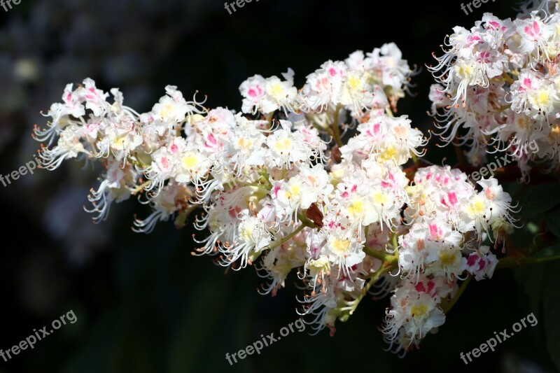 Flower Horse Chestnut Plant Nature Fulfillment