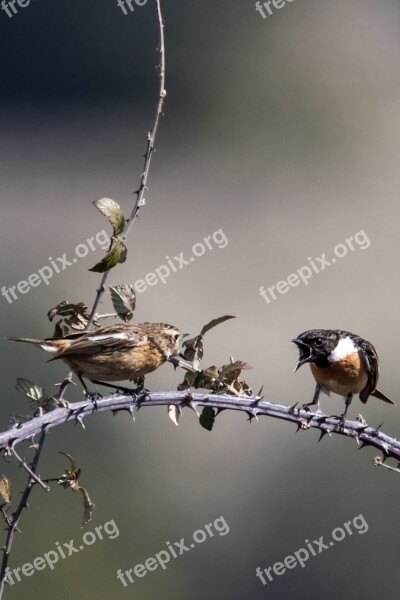 Madrid Guadalix De La Sierra Angry Birds Tarabilla Europea Birding