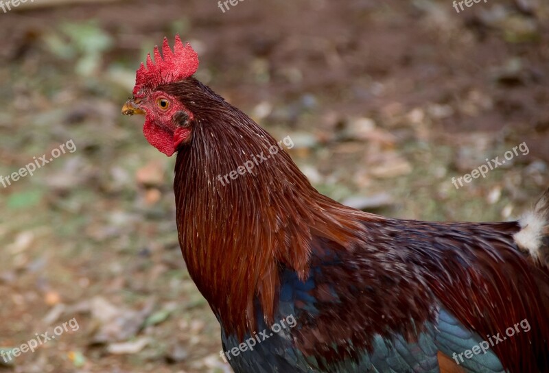 Hen Cock Chicken Fowl Bird