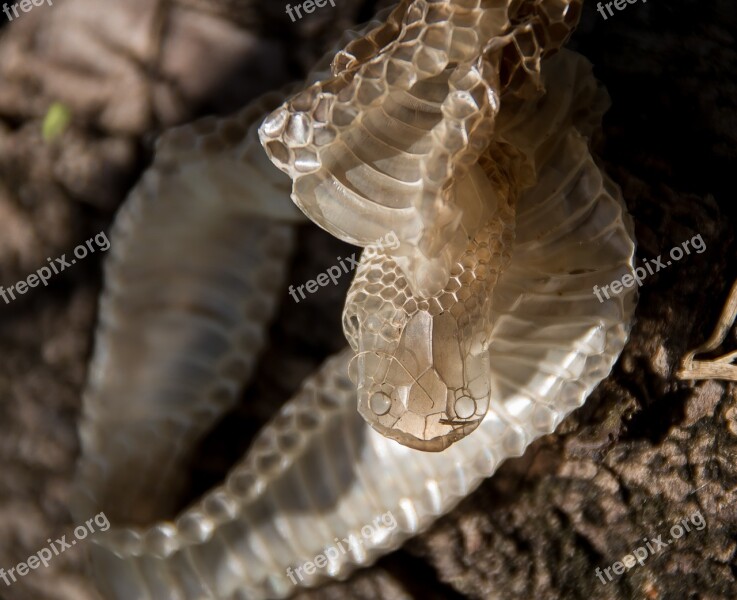 Snakeskin Skin Snake Face Eyes