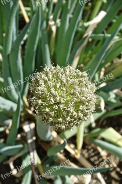 Seed Flora Nature Leaf Flower