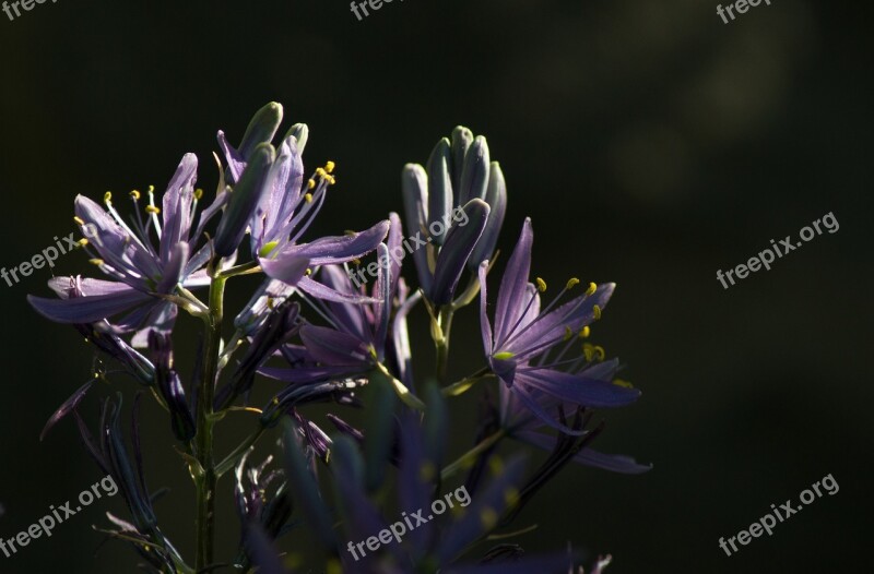 Nature Flower Plant Summer Leaf