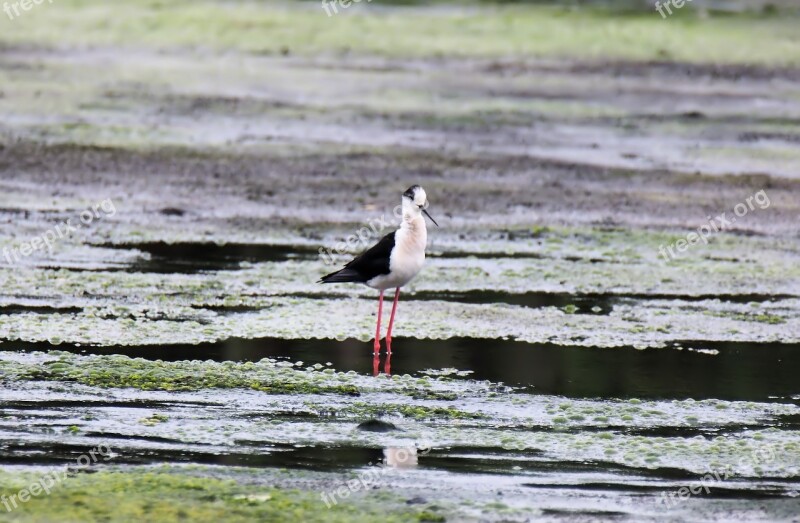 Water Bird Nature Wildlife Animal