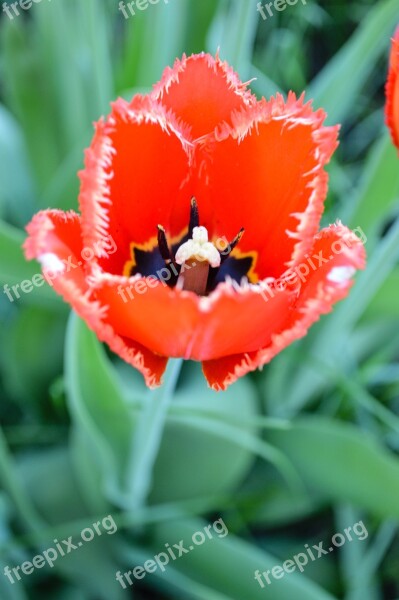 Tulip Tulips Mack Maki Red Flowers