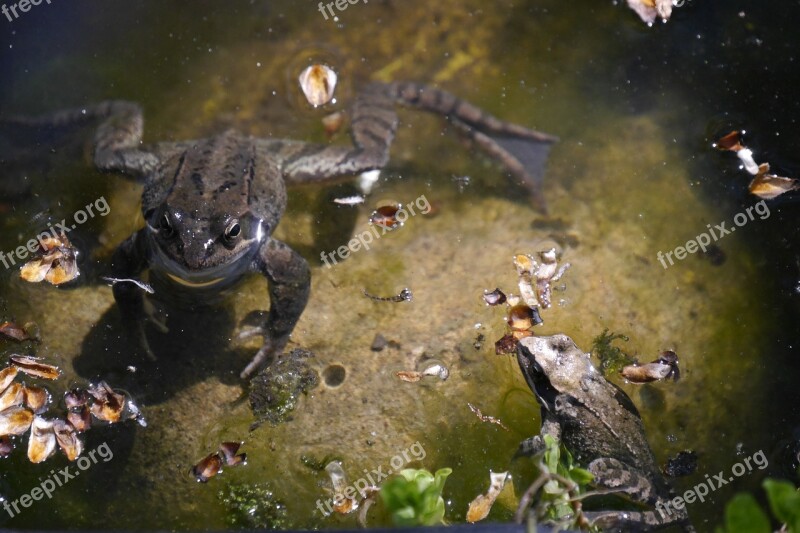 Frog Amphibian Garden Pond Nature Free Photos