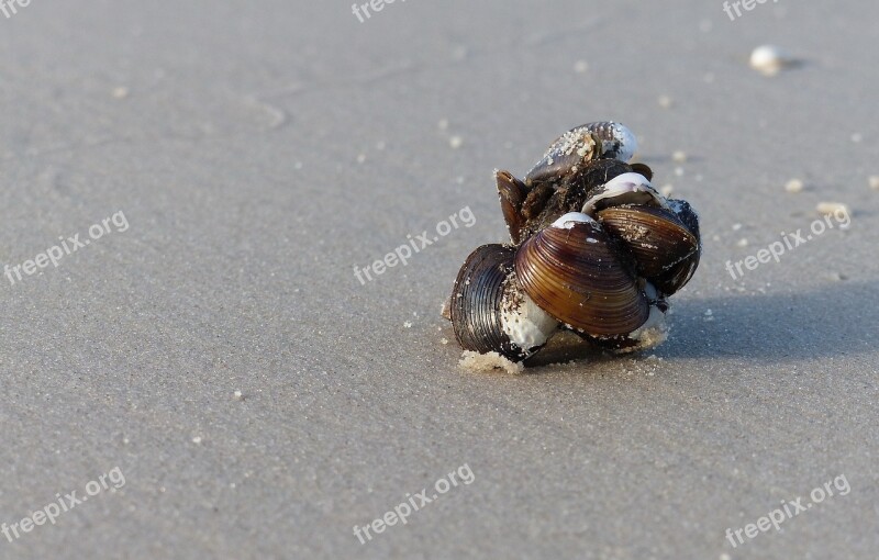 Nature Sand Exoskeleton Animalia Wildlife