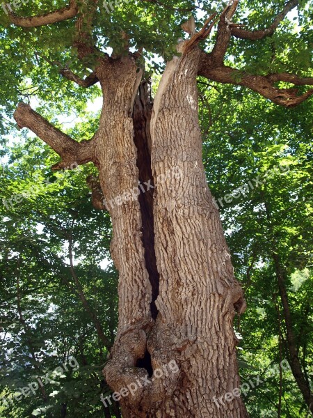 Tree Tree Trunk Nature Bark Leaves