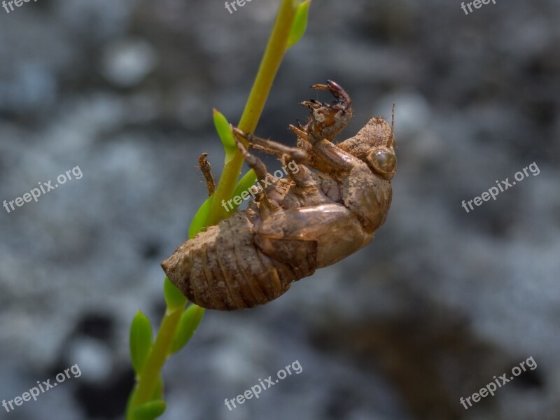 Nature Invertebrate No Person Outdoor Fauna