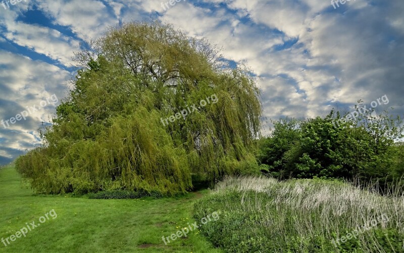 Tree Willow Tree Nature Grass Landscape