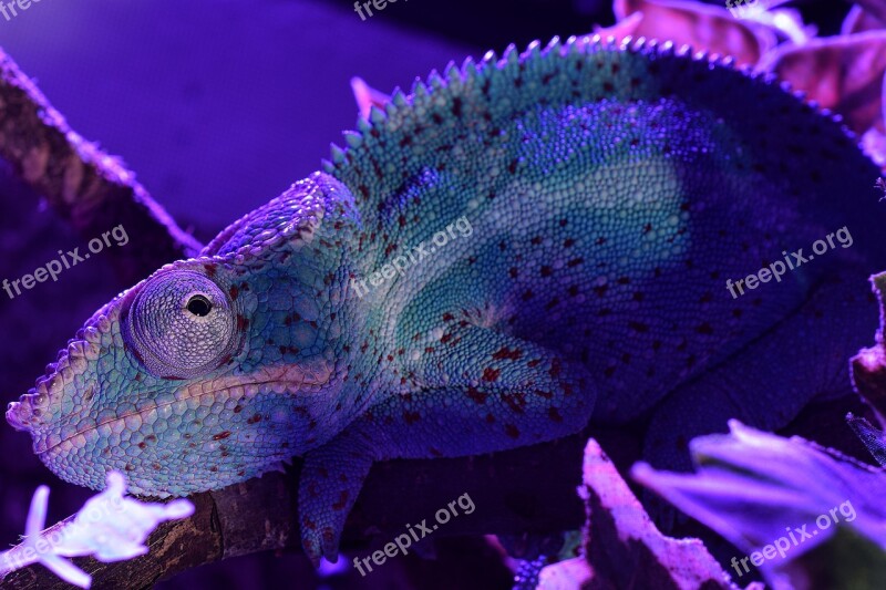 Panther Chameleon Chameleon Tired Head Close Up