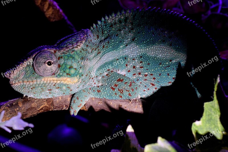 Panther Chameleon Chameleon Tired Head Close Up