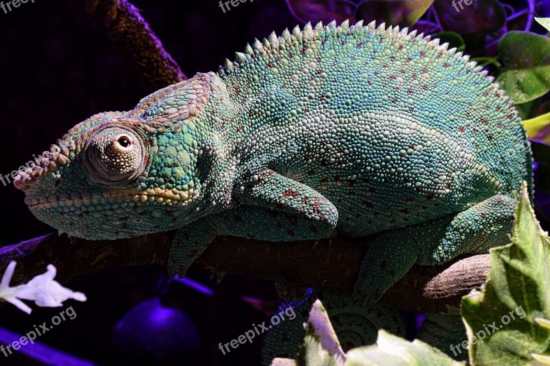 Panther Chameleon Chameleon Tired Head Close Up