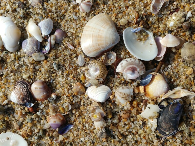 Peel Exoskeleton Clam Clamshell Sea