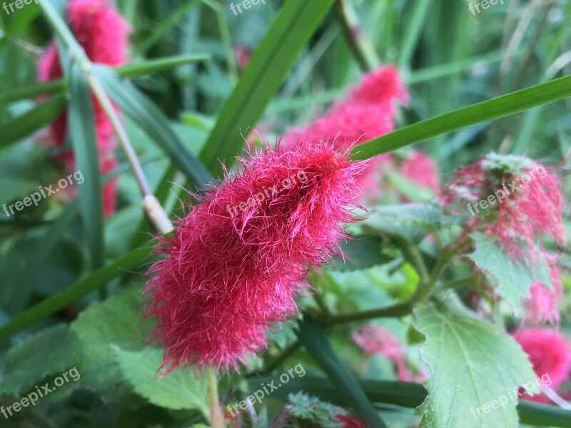 Red Flower Hairy Plants Red Botany