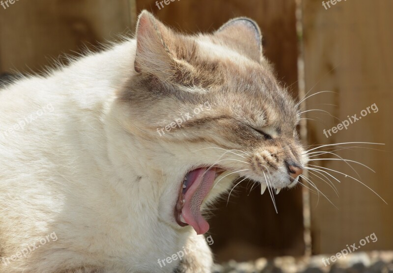 Cat Pussy Nala Yawn Domestic Animal Mammal