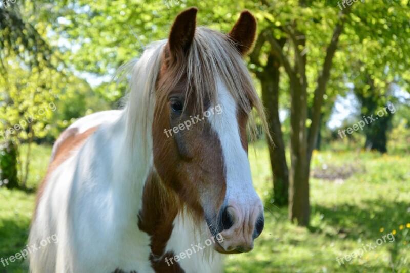 Horse Standard Horse Irish Cob Horseback Riding Horses