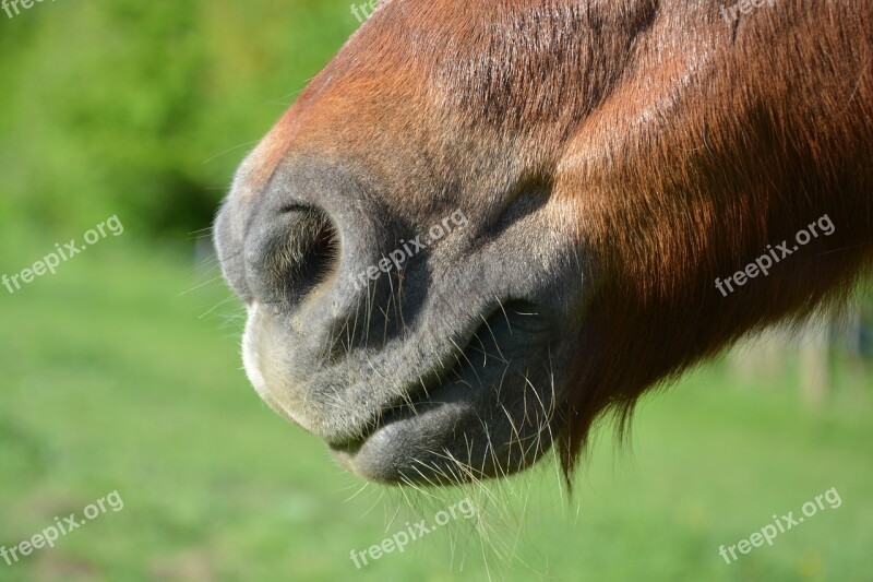 Pony Nostrils Pony Muzzle Shetland Pony Small Horse Pony Horseback Riding