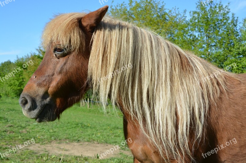 Pony Shetland Pony Small Horse Pony Sorrel Mane Washed