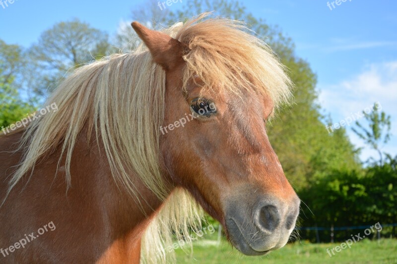 Shetland Pony Small Horse Pony Sorrel Mane Washed Brown